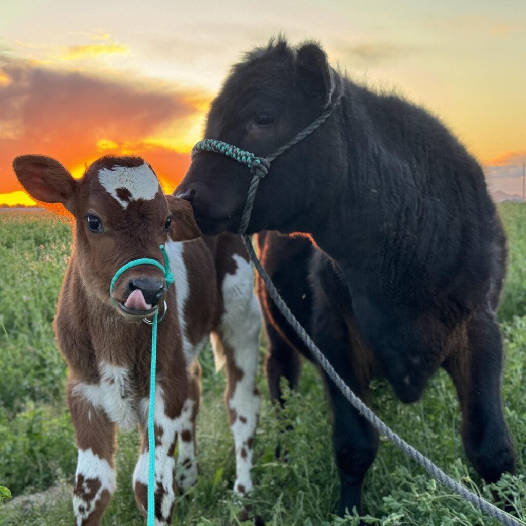 udderlycaptured-farm-animal-photo-rentals-buckeye-az